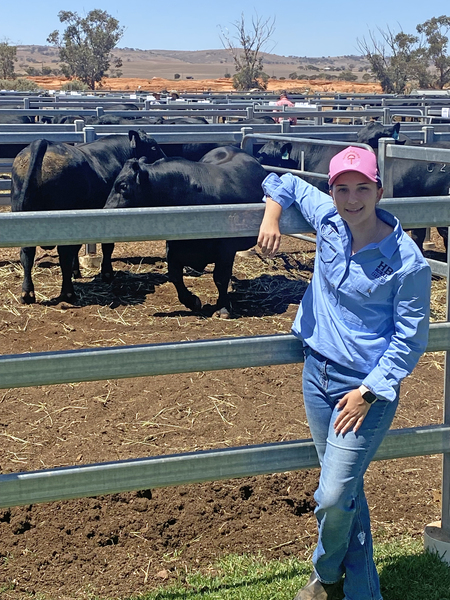 AGRICULTURE > Year 11 student Sophie assisted with the Tiller's bull sale returning after work experience last year. Sophie has developed a passion for the livestock industry and we thank Heath at HB Rural for their continued support of our Ag program. 