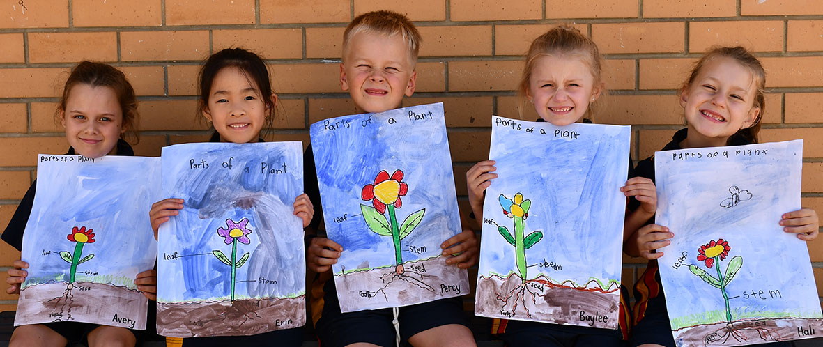 YEAR 1 > Year 1s have been learning about plants, in particular the parts of a plant, in Science.