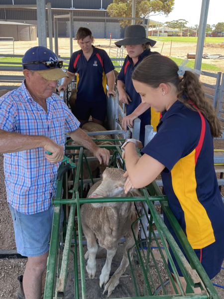 AGRICULTURE > Tagging and weighing our Show Led Wethers.