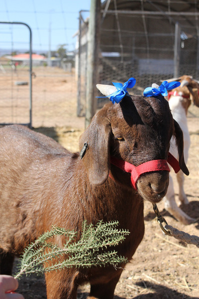 PHOTOGRAPHY > Photography student Chloe took photos of 'Do it for Dolly' Day.