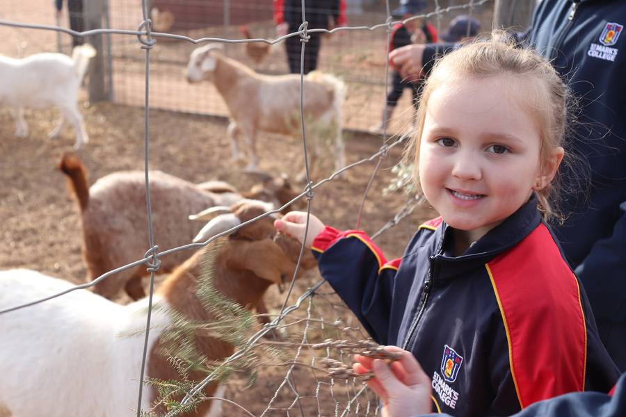 LITTLE LIONS > Our Little Lions and their Year 5 Buddies enjoyed visiting McNally Farm recently.