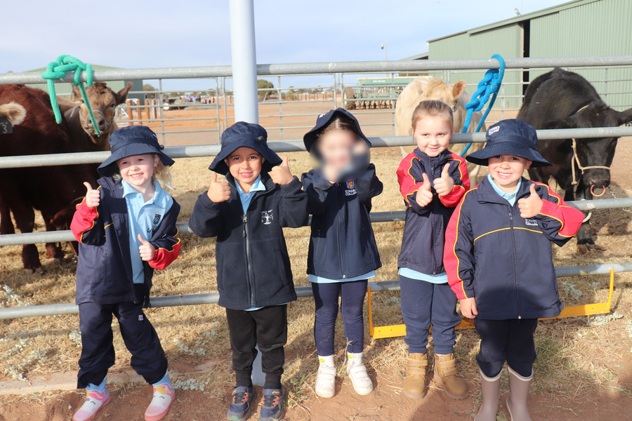 LITTLE LIONS > Our Little Lions and their Year 5 Buddies enjoyed visiting McNally Farm recently.