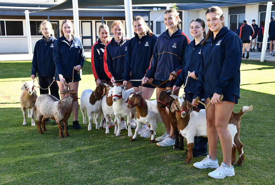AGRICULTURE > Our boer goats are getting plenty of leading practice around the school in preparation for the Adelaide Show.