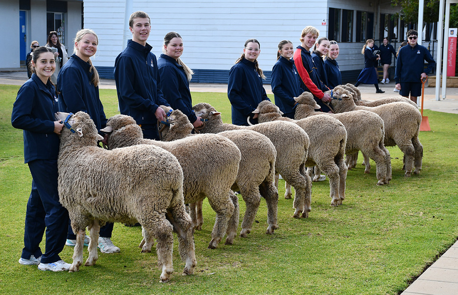 AGRICULTURE > Leading sheep in preparation for the Adelaide Show